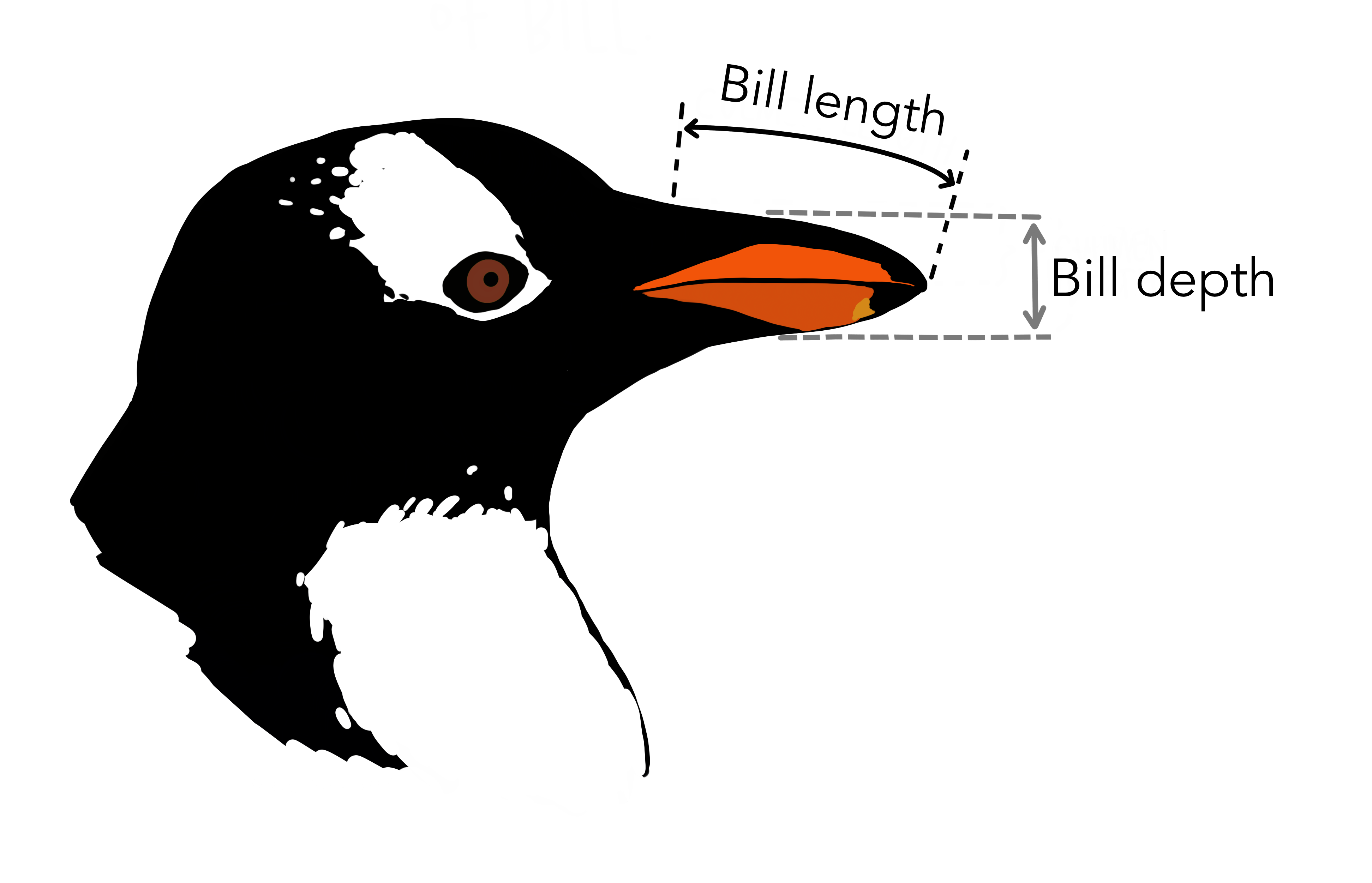 Penguin dimensions